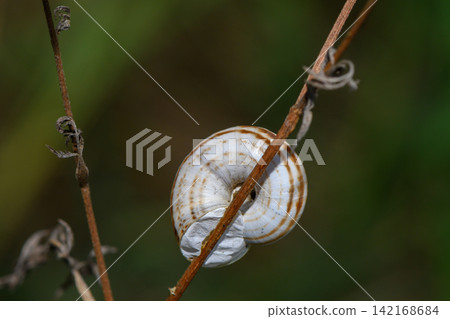 Macro capture of a striped snail shell resting on a dry plant stem 142168684