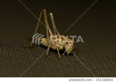 Close-up of a bush-cricket on a dark mesh surface 142168685