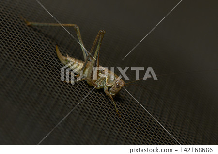High-angle close-up of a bush-cricket on a dark mesh surface 142168686
