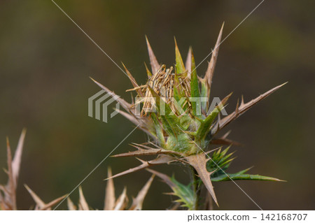 Close-up of a dry and spiky thistle flower head outdoors Close-up of a dry and spiky thistle flower head outdoors 142168707