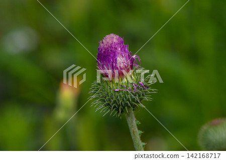 Close-up of a purple thistle flower bud blooming outdoors Close-up of a purple thistle flower bud blooming outdoors 142168717