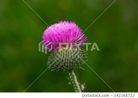 Close-up macro shot of a vibrant pink thistle flower head against a dark green background Close-up macro shot of a vibrant pink thistle flower head against a dark green background 142168722
