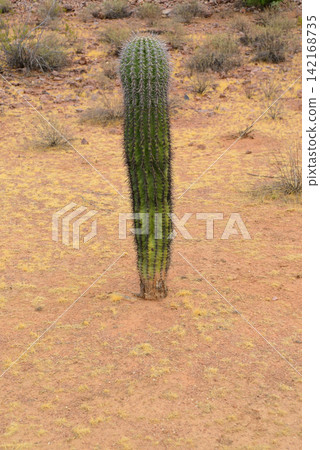 Sonoran Desert Arizona Sonoran Desert Arizona 142168735