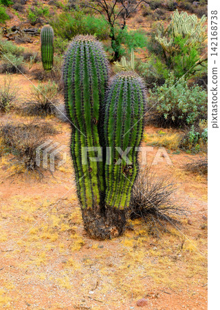 Young Saguaro Cactus Sonora desert Arizona Young Saguaro Cactus Sonora desert Arizona 142168738
