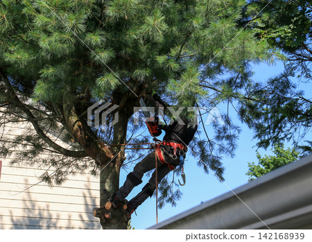 Man Uses Chainsaw to Trim Branches From up in a Tree Man Uses Chainsaw to Trim Branches From up in a Tree 142168939