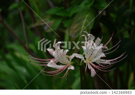 Passion flowers Passion flowers 142168983