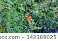 紅番茄 142169025
