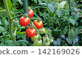 西紅柿變紅的栽培家庭花園 142169026