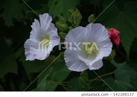 Flowers that symbolize the beauty of Japan Flowers that symbolize the beauty of Japan 142169137