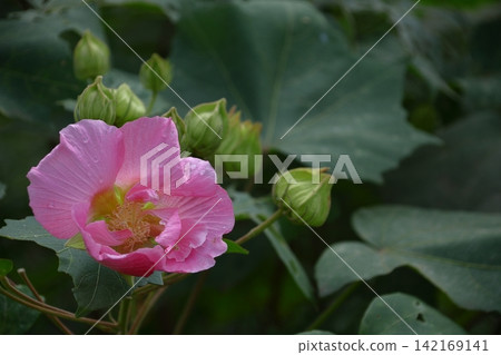 Flowers that symbolize the beauty of Japan Flowers that symbolize the beauty of Japan 142169141