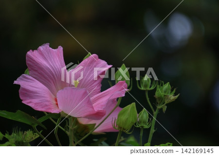 Flowers that symbolize the beauty of Japan Flowers that symbolize the beauty of Japan 142169145