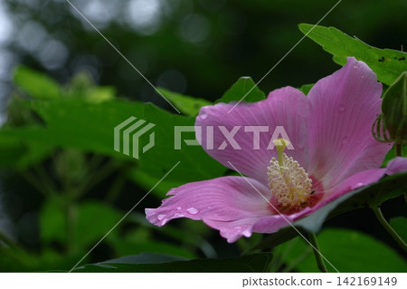 Flowers that symbolize the beauty of Japan Flowers that symbolize the beauty of Japan 142169149