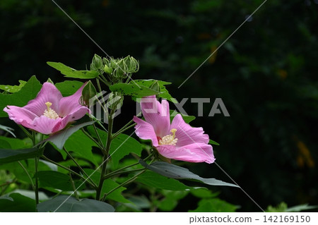 象徵日本之美的花 象徵日本之美的花 142169150
