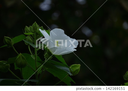 象徵日本之美的花 象徵日本之美的花 142169151