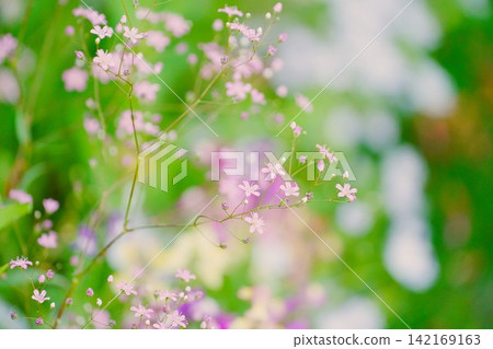 漂亮的花 漂亮的花 142169163
