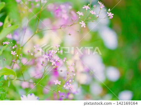 漂亮的花 漂亮的花 142169164