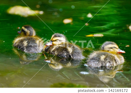 Ducklings falling asleep Ducklings falling asleep 142169172