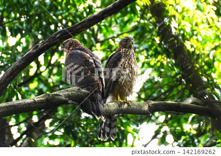 Two young Northern Goshawks perched on a branch Two young Northern Goshawks perched on a branch 142169262