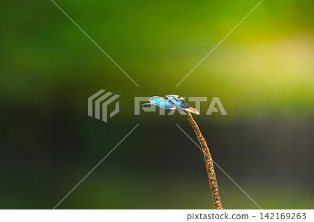 Butterfly dragonfly Butterfly dragonfly 142169263