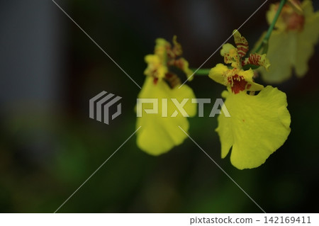 gorgeous flowers gorgeous flowers 142169411
