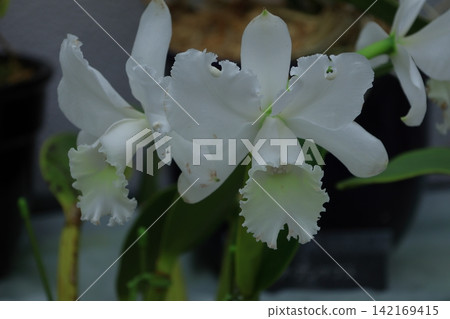 美麗的花朵 美麗的花朵 142169415