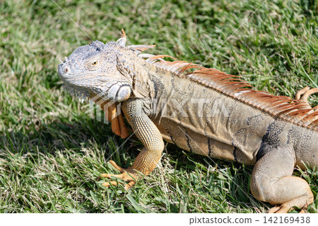 Iguana lizard in tropical jungle. Wild iguana lizard. Exotic iguana reptile. Exotic reptile animal. Wildlife fauna. Reptile animal in nature. Wildlife zoo in jungle. Tropical iguana habitat Iguana lizard in tropical jungle. Wild iguana lizard. Exotic iguana reptile. Exotic reptile animal. Wildlife fauna. Reptile animal in nature. Wildlife zoo in jungle. Tropical iguana habitat 142169438