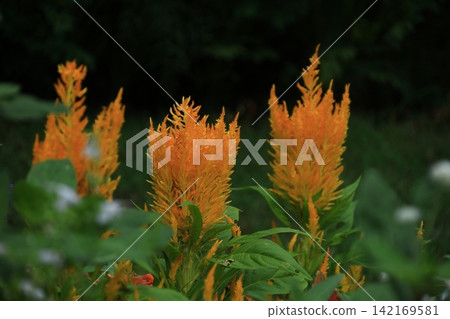 Burning flame flower Burning flame flower 142169581