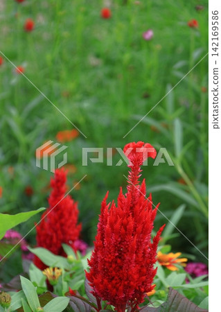 Burning flame flower Burning flame flower 142169586