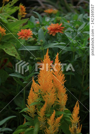 Burning flame flower Burning flame flower 142169587
