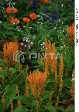 Burning flame flower 142169588