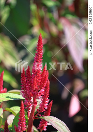 Burning flame flower Burning flame flower 142169604