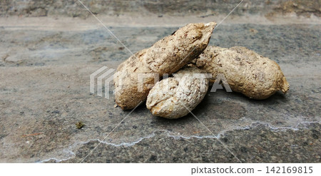 Dried cat feces on the stone surface. 142169815
