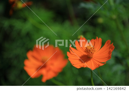 Bloom in the autumn wind Bloom in the autumn wind 142169842