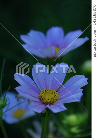 Bloom in the autumn wind Bloom in the autumn wind 142169870
