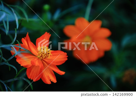 Bloom in the autumn wind 142169900