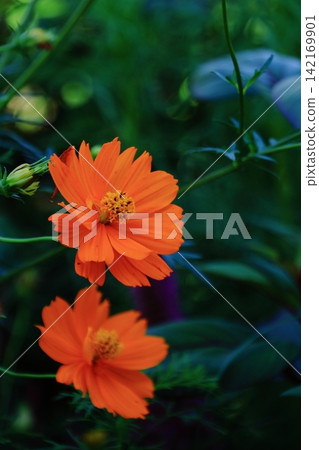 Bloom in the autumn wind Bloom in the autumn wind 142169901