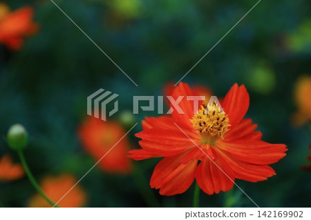Bloom in the autumn wind Bloom in the autumn wind 142169902