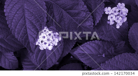 Purple Tinted Lantana Camara Flowers and Foliage Purple Tinted Lantana Camara Flowers and Foliage 142170034