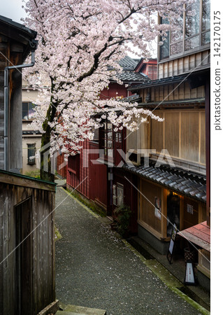 A charming alley leading to "Kuragari-zaka" in Kanazawa's Kazue-machi Chaya District, and cherry blossoms in full bloom. A charming alley leading to "Kuragari-zaka" in Kanazawa's Kazue-machi Chaya District, and cherry blossoms in full bloom. 142170175