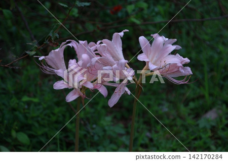 Pink flowers that resemble spider lilies Pink flowers that resemble spider lilies 142170284