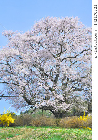 A single cherry tree - The beautifully blooming Nanagusa cherry tree in full glory. A single cherry tree - The beautifully blooming Nanagusa cherry tree in full glory. 142170321