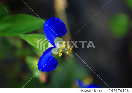Cool blue flowers Cool blue flowers 142170538