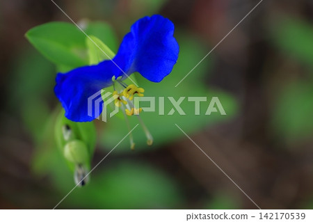 Cool blue flowers Cool blue flowers 142170539
