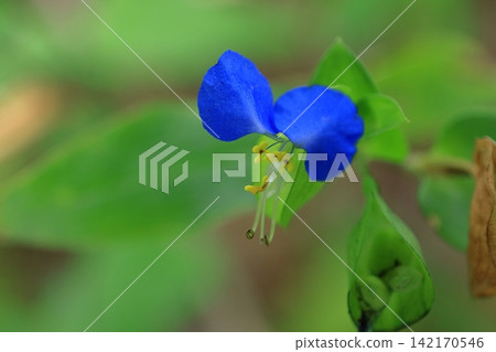 涼爽的藍色花朵 涼爽的藍色花朵 142170546