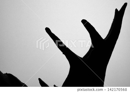 Abstract silhouettes of organic driftwood emerge against a bright background. Abstract silhouettes of organic driftwood emerge against a bright background. 142170568