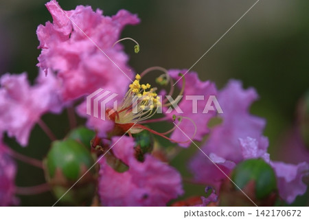 盛夏閃耀在蔚藍的天空 盛夏閃耀在蔚藍的天空 142170672
