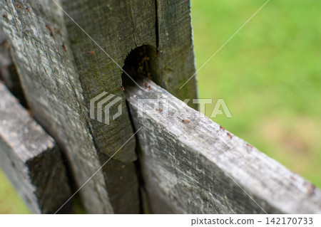 A weathered wooden fence post set against a blurred green background, featuring rough gray-brown texture with signs of aging and natural elements A weathered wooden fence post set against a blurred green background, featuring rough gray-brown texture with signs of aging and natural elements 142170733