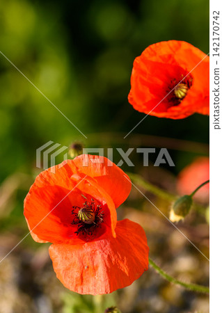 Two vibrant red poppies in a natural setting with intricate details captured in exquisite macro photography Two vibrant red poppies in a natural setting with intricate details captured in exquisite macro photography 142170742