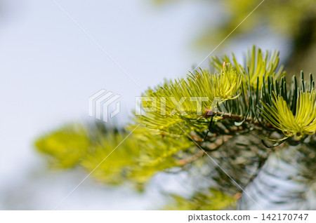 A close-up macro photograph focusing on delicate pine branch needles. A close-up macro photograph focusing on delicate pine branch needles. 142170747