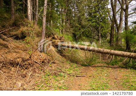 Micheldorf, Carinthia, Central Eastern Alps in Austria. Fallen tree in the forest caused by a storm. Micheldorf, Carinthia, Central Eastern Alps in Austria. Fallen tree in the forest caused by a storm. 142170780